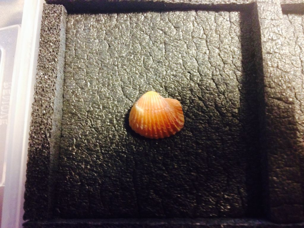 Bivalvi da determinare